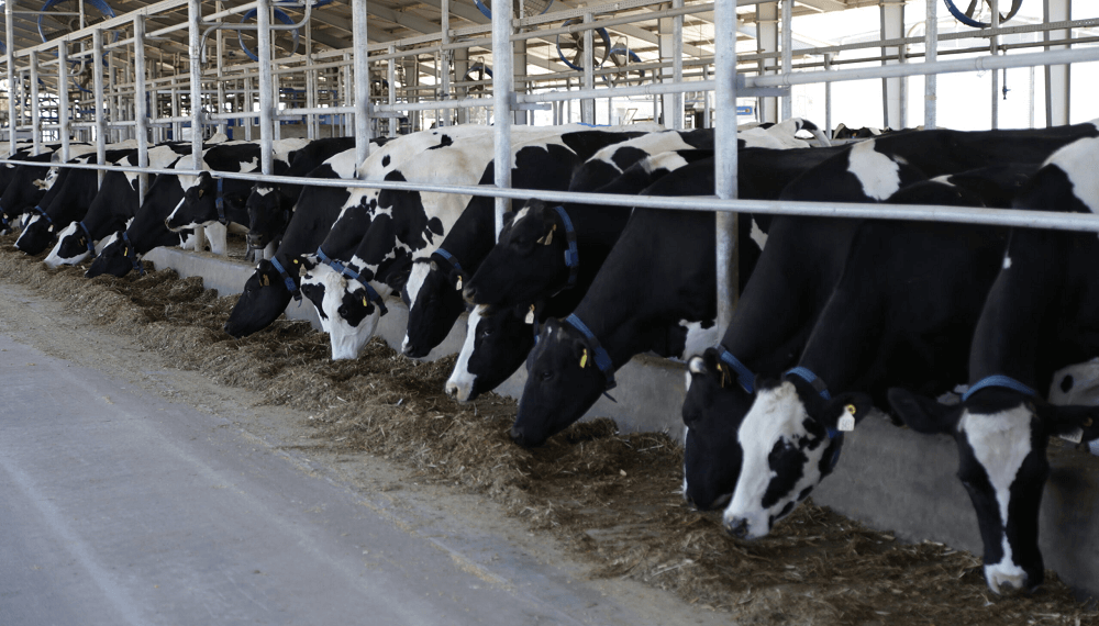 Grupo de ganado Hereford en un campo verde, simbolizando la calidad y el cuidado animal