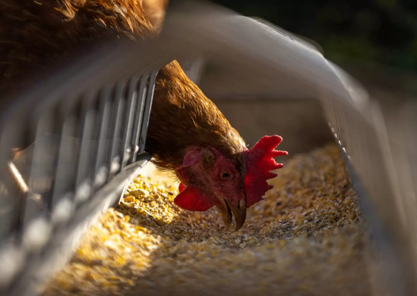 Grupo de ganado Hereford en un campo verde, simbolizando la calidad y el cuidado animal