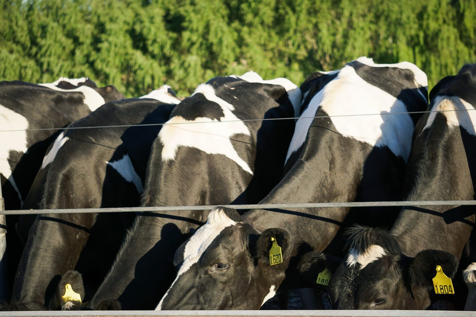 Grupo de ganado Hereford en un campo verde, simbolizando la calidad y el cuidado animal