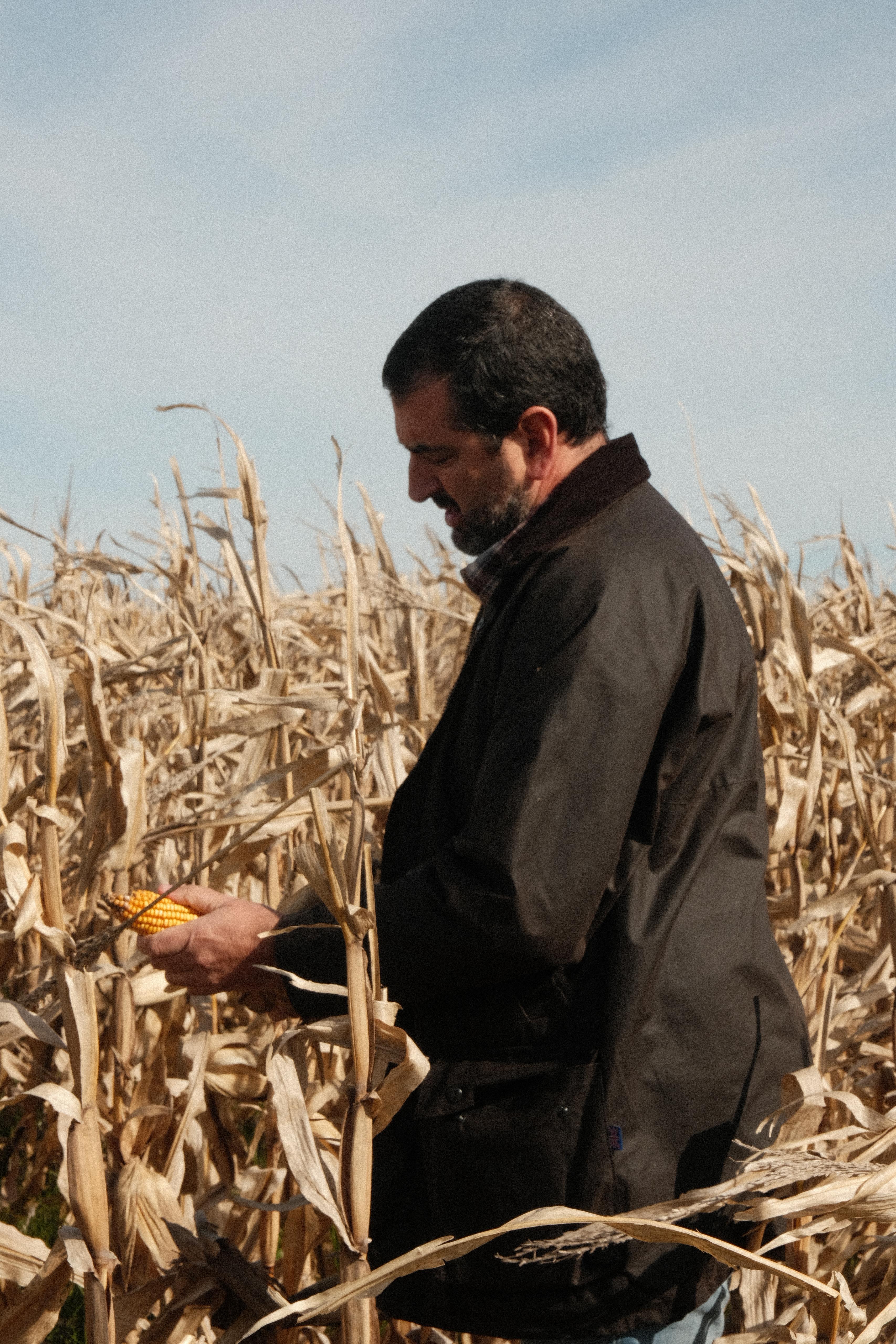 Luis Gerfauo, fundador de SUR LITORAL, inspeccionando una mazorca de maíz en un campo.